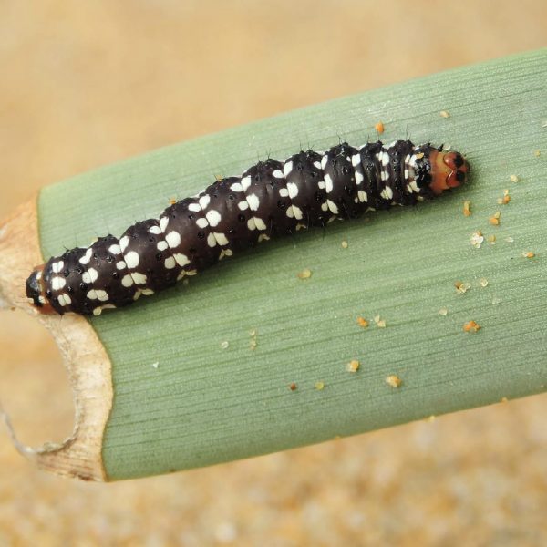 larva-mariposa