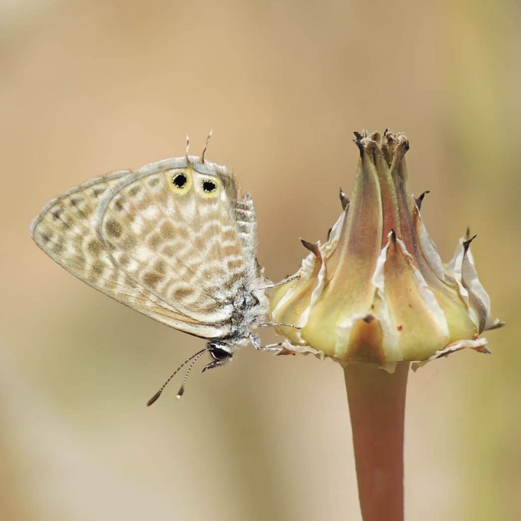 Entomología